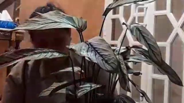 CALATHEA THE LIVING PLANT# MEET MY NEW FRIEND #BUHAY OFW