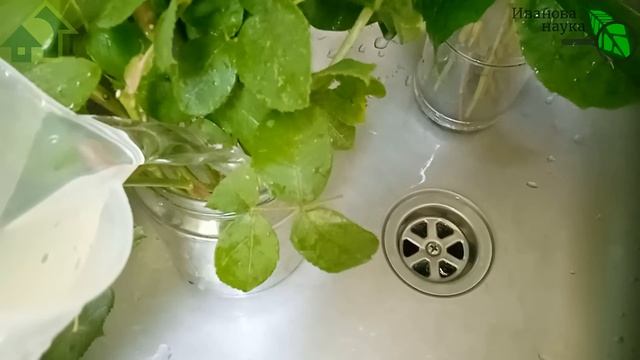 100 % УКОРЕНЕНИЕ ЧЕРЕНКОВ РОЗ ПРЯМО В БАНКЕ. 3 секрета крепких черенков. Размножайте розы сами! смотреть онлайн