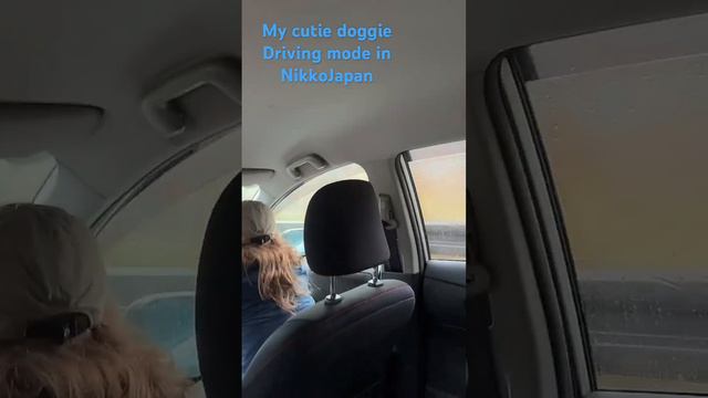 My cutie doggie kuro chan #animallover Nikko Japan смотреть онлайн