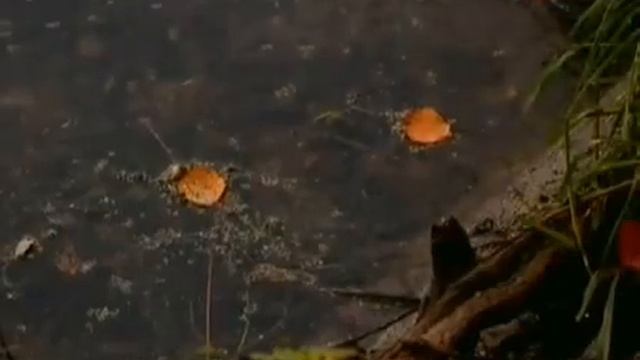 Рыбалка в Нижнем Прикамье, пруды, щука смотреть онлайн