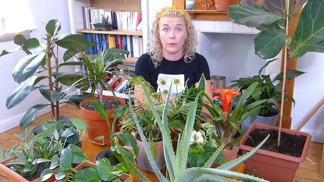Impossible To Kill Plants For Beginners смотреть онлайн