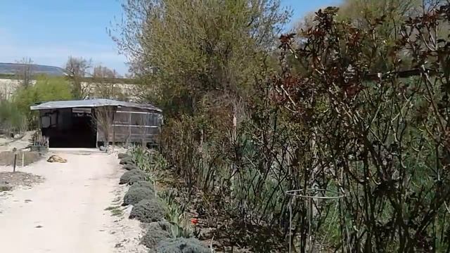 Борьба с трипсом, обрезка сантолины, rozarium.biz питомник роз Полины Козловой смотреть онлайн