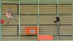 пение репела.ловлен 27 февраля