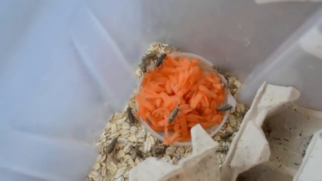 ВЛОГ: ДОМ/ МУЗЕЙ/ УЛИТКИ И ДРУГАЯ ЖИВНОСТЬ смотреть онлайн