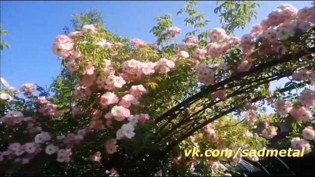 Опора под плетистую розу. Climbing rose support. смотреть онлайн