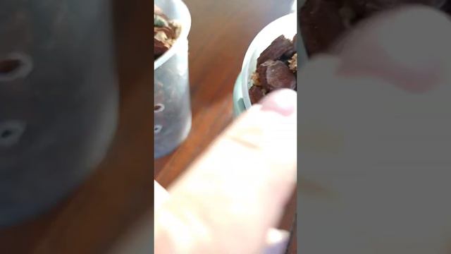 Rekuperimi i orkidese pa gjethe смотреть онлайн