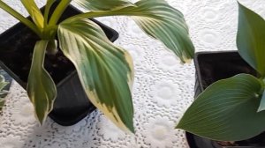 #hosta #CanadianBlue  #хоста / Хоста Канадская Голубая. Додерживаем до весенней высадки в грунт