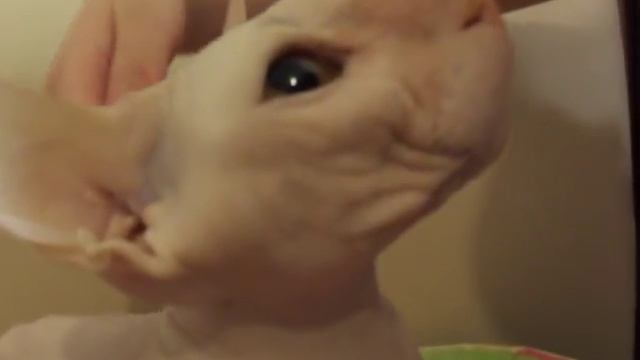 Сфинкс брошенный подобрали. the Sphinx kicked out of the house смотреть онлайн