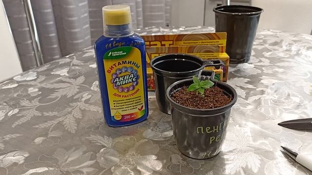 Лучшие средства для замачивания семян.Отвечаю на вопросы.04.02.2022г смотреть онлайн