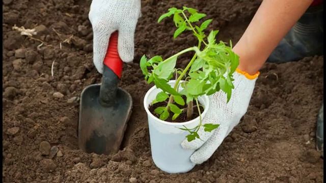 Как правильно сажать помидоры в открытый грунт рассадой смотреть онлайн