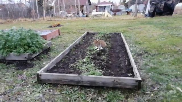 Заяц в Огороде смотреть онлайн