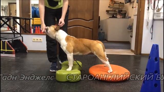 Инигма Гадн Энджелс. 10 месяцев. Староанглийский бульдог. смотреть онлайн