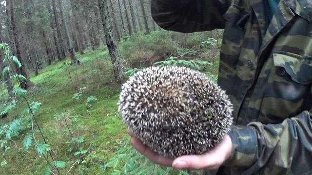 Нашли ёжика смотреть онлайн