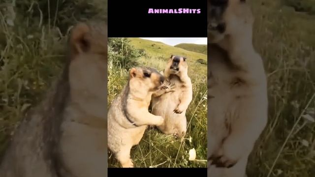 Когда твоя девушка увидела, что ты жрешь без нее ?? #funnyanimals #funnyvideo #funnyjokes #jokes смотреть онлайн