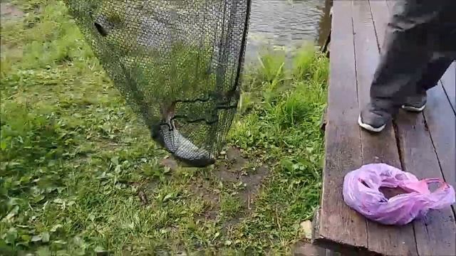 Осеннего карпа поймать сложно, но можно. Клёвое место, Лосиный остров, верхний водоём. смотреть онлайн