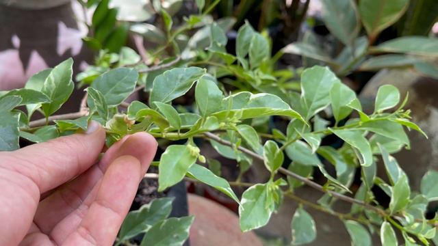 MY TRI-COLOR VARIEGATED BOUGAINVILLEA JOURNEY | Mikel Awitan смотреть онлайн