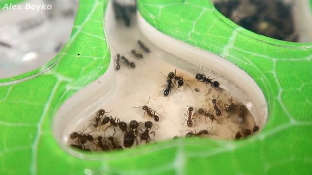 Ленивые Муравьи! Что если покрасить муравьев и проследить за ними? Разноцветные муравьи. смотреть онлайн