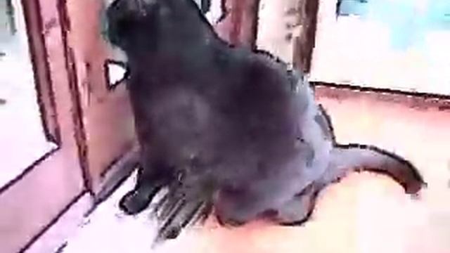 Ecco come ti 'cartonizzo' il gatto! (prova n.1) смотреть онлайн