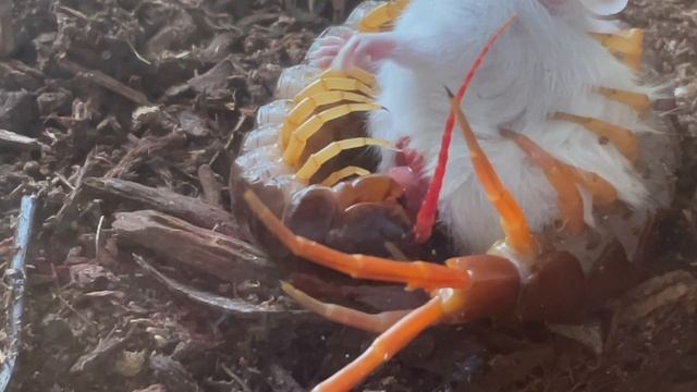 EATEN ALIVE by a GIANT CENTIPEDE!! Warning: Graphic Live Feeding!! Must see! смотреть онлайн