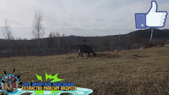 Строим. Гуляем. Убираем козовник. смотреть онлайн