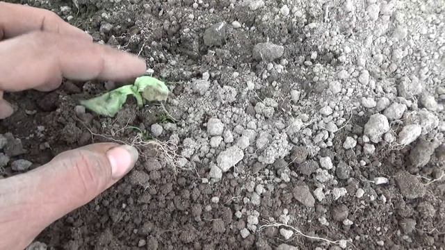 6 соток 29 мая. Зарядка для дачника или как я сажала виноград, спирею, вишню ... смотреть онлайн