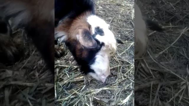 Бешеная коза смотреть онлайн