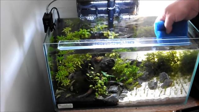 Cleaning a small planted tank смотреть онлайн