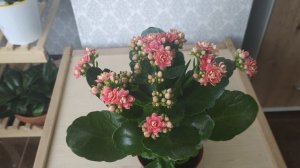 Каланхоэ цветущее (Блоссфельда). Как заставить цвести/Особенности ухода. Пересадка перевалкой.