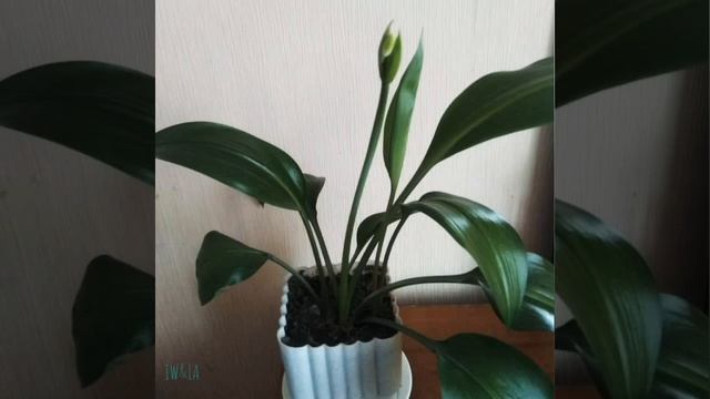 Ура! Зацвела моя Амазонская лилия! Эухарис - самый красивый и очаровательный цветок! Как это было.. смотреть онлайн