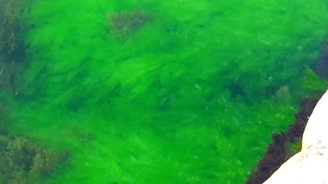 Ялта / Утро на набережной - море, рыбы, крабы / Крым 2018 ?????