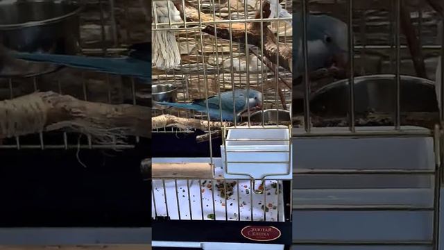 🦜неутомимый строитель Эрика , попугай, parrot, tireless builder 😂 смотреть онлайн