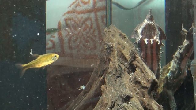 Mata Mata (Chelus fimbriata) Feeding on Dead Fish смотреть онлайн