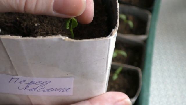 Что делать если рассада остановилась в росте?