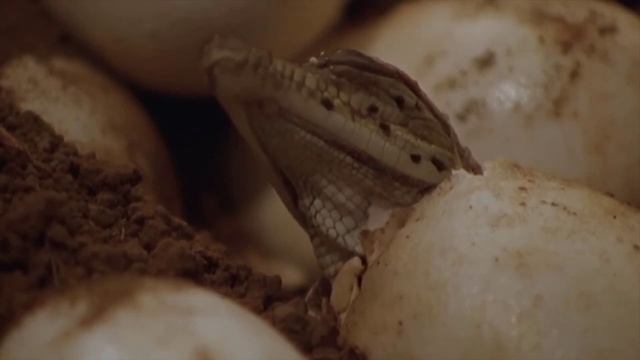 How Crocodile Gives Birth In The Wild- Crocodile Breed