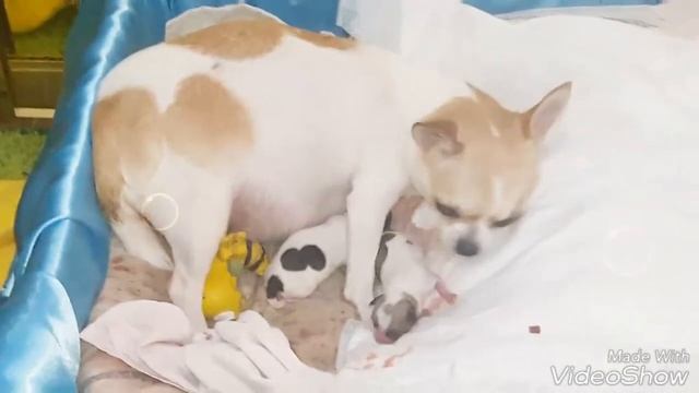 Роды чихуахуа первые два щенка! смотреть онлайн