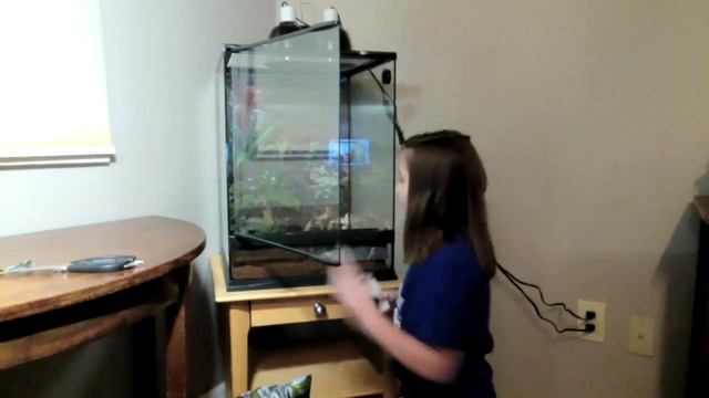 I set up my frog terrarium! смотреть онлайн