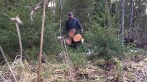 Вывоз валежника из леса.
