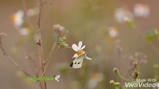 Я касаюсь тебя душой Красивые стихи о любви смотреть онлайн