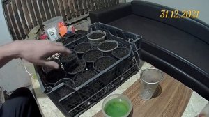 Выращивание какао и маракуйя в домашних условиях. Видео 1. Посадка семян какао и маракуйя