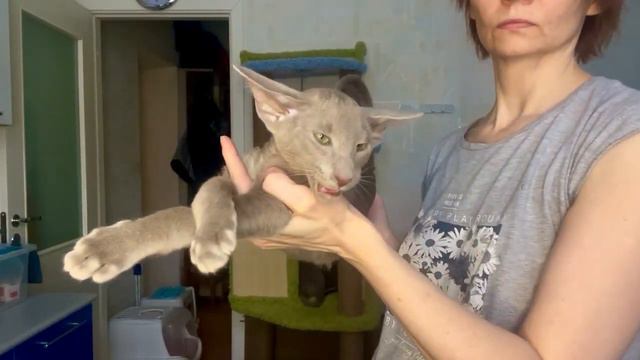 Ориентальный лиловый котенок Бентли смотреть онлайн