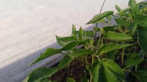 Томаты под агроволокном. 10 тыс. кустов