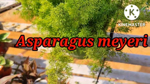 Top12 Hanging plant | permanent hanging basket plants | смотреть онлайн