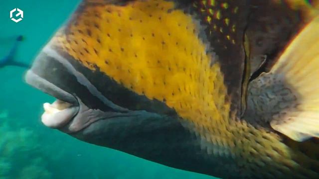 É Por Isso Que Este Peixe Tem Dentes e Lábios Humanos смотреть онлайн
