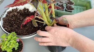 Черенкование Бегоний. Как? Когда? В какой грунт?