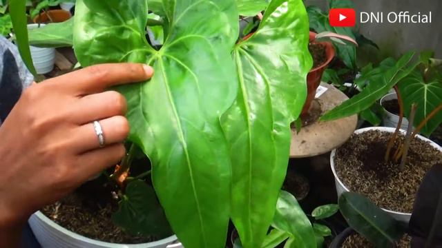 Terbaru..! Tanaman AROID harganya Fantastis ( Philodendron, Syngonium, Anthurium Kuping Gajah, Dll смотреть онлайн