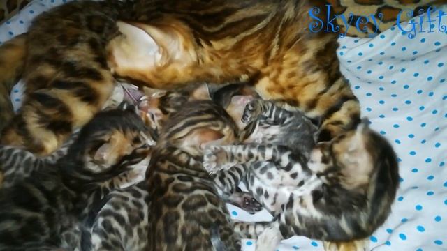Bengal Cat.  бенгальские котята, новорожденные бенгальские котята