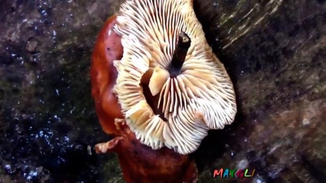 Фламмулины - зимние грибы. Ну, очень большие! смотреть онлайн