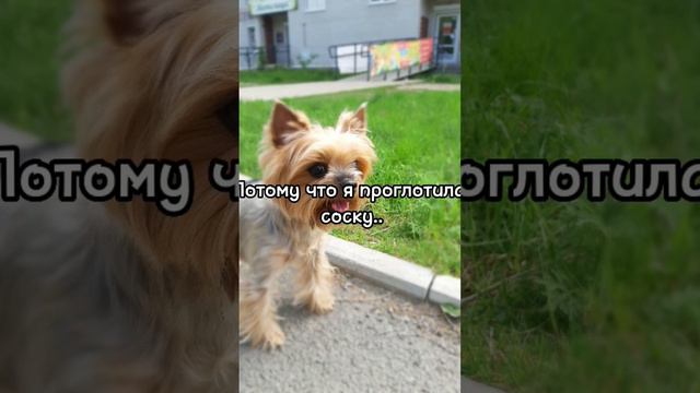 что пережила Элис#йорк смотреть онлайн