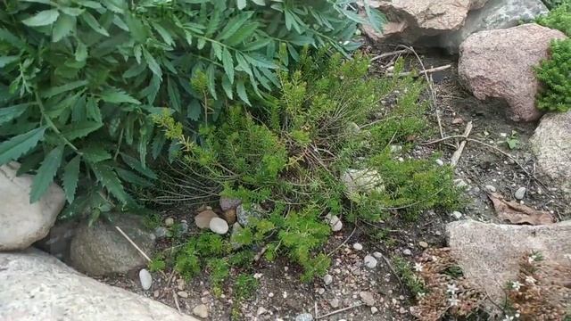 Всем любителям альпинариев. В питомнике растений 