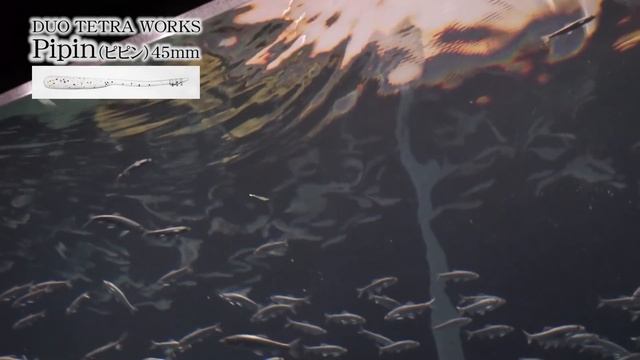 【大注目アジングワーム】DUO TETRA WORKS Pipin（ピピン）のご紹介～萩原徹 смотреть онлайн
